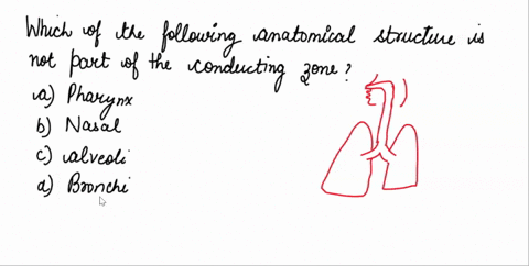 which-of-the-following-anatomical-structures-is-not-part-of-the-conducting-zone-a-pharynx-b-nasal-ca-41058