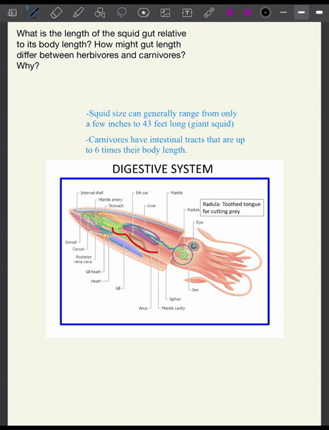 What is the length of the squid gut relative to the body...