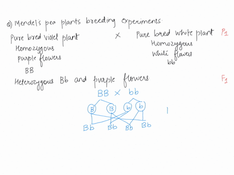 question-18-4-pts-in-mendels-pea-plant-breeding-experiments-he-crossed-pure-bred-pea-plants-that-had-purple-flowers-with-pure-bred-pea-plants-that-had-white-flowers-the-pure-bred-violet-plan-83065