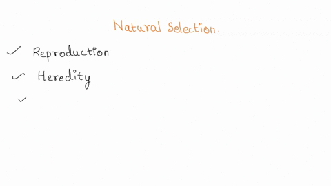 what-are-the-four-steps-of-natural-selection-96535