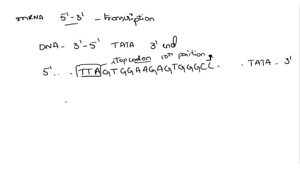 SOLVED On the sequence below Indicate the direction of transcription