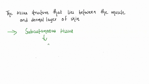 identify-the-tissue-structure-that-lies-between-the-muscle-and-dermal-layer-of-the-skin-48368