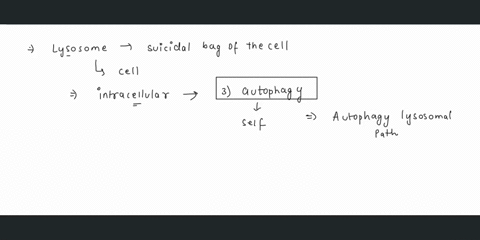 pabc-30f-5-question-7-1-point-sived-lysosomes-digest-unneeded-intracellular-debris-through-the-process-of-0-1-endocytosis-2-phagocytosis-autophagy-pinocytosis-5-exocytosis-58697