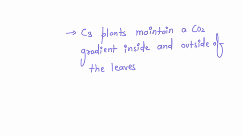 for-c3-plants-during-the-day-a-co2-gradient-is-maintained-between-the-inside-and-outside-of-a-leaf-because-a-energy-is-expended-by-the-plant-to-maintain-the-co2-gradient-b-the-stomata-close-46676