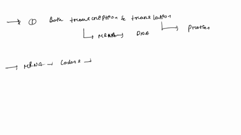 question-3-3-points-select-all-that-apply-regarding-mrna-structural-and-functional-component-of-the-ribosome-contains-codons-is-involved-in-both-transcription-and-translation-only-involved-i-27654