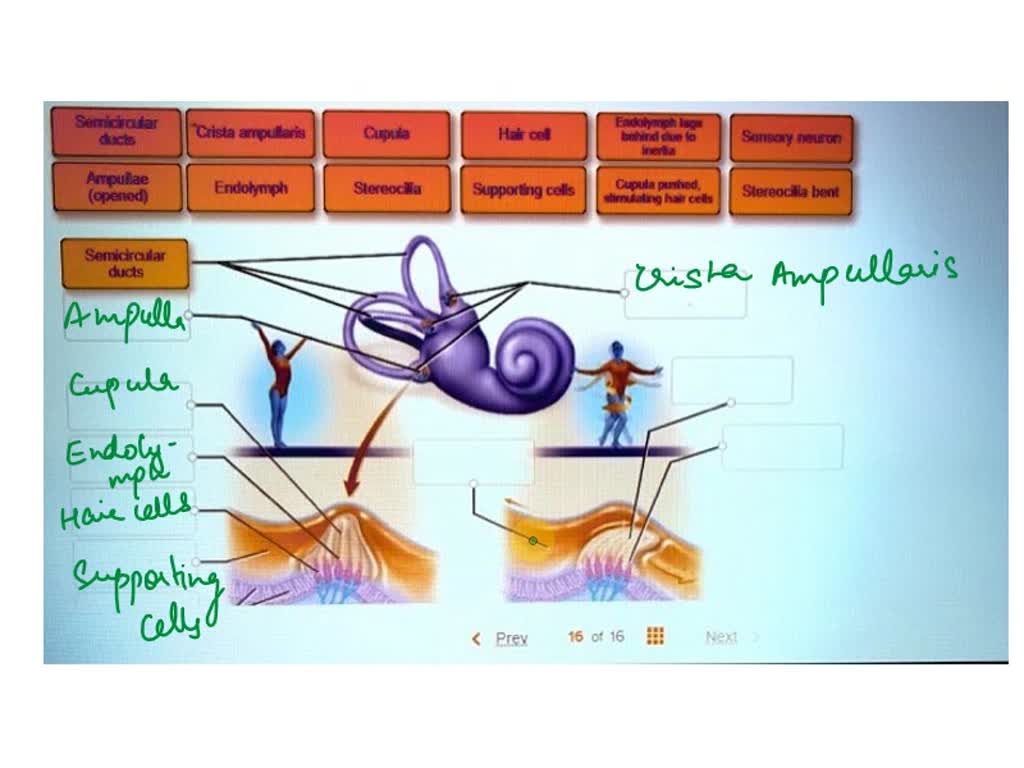 Abel the structures of dynamic equilibrium with the body stationary (on ...