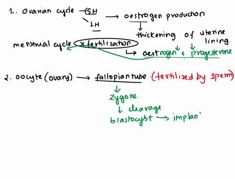 1-describe-the-hormonal-changes-that-occur-during-the-ovarian-and-menstrual-cycles-2-trace-the-path-of-an-oocyte-from-ovary-to-fertilization-3-describe-the-hormonal-changes-that-occurs-durin-39412