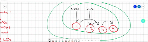 explain-the-products-of-the-krebs-cycle-what-molecule-is-being-recycled-explain-the-chemiosmotic-model-etc-for-atp-generation-6-compare-and-contrast-aerobic-and-anaerobic-respiration-compare-12735