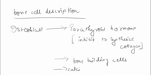 texts-drag-each-label-into-the-proper-position-to-identify-the-type-of-bone-cell-described-bone-building-cells-osteoblasts-involved-with-bone-deposition-osteoblasts-calcitonin-causes-these-c-38104