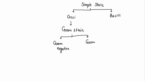 Micrococus Api Key help making a dichotomous key for identifying staphylococcus aureus ...