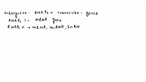 in-eukaryotic-species-three-separate-rna-polymerases-transcribe-different-categories-of-genes_-rna-polymerase-iil-is-known-to-transcribe-primarily-a-messenger-rnas-b-protein-encoding-genes-c-77196