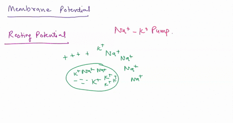 resting-membrane-potential-in-cell-if-there-is-a-lower-than-normal-concentration-of-sodium-outside-of-a-cell-what-occurs-does-depolarization-occur-does-hyper-polarization-occur-how-does-this-82487
