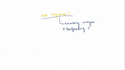 which-of-the-following-is-true-of-dna-polymerase-i-it-removes-the-rna-primer-and-replaces-it-with-dna-it-is-an-example-of-a-ribozyme-it-is-responsible-for-synthesizing-most-of-the-dna-on-the-49152