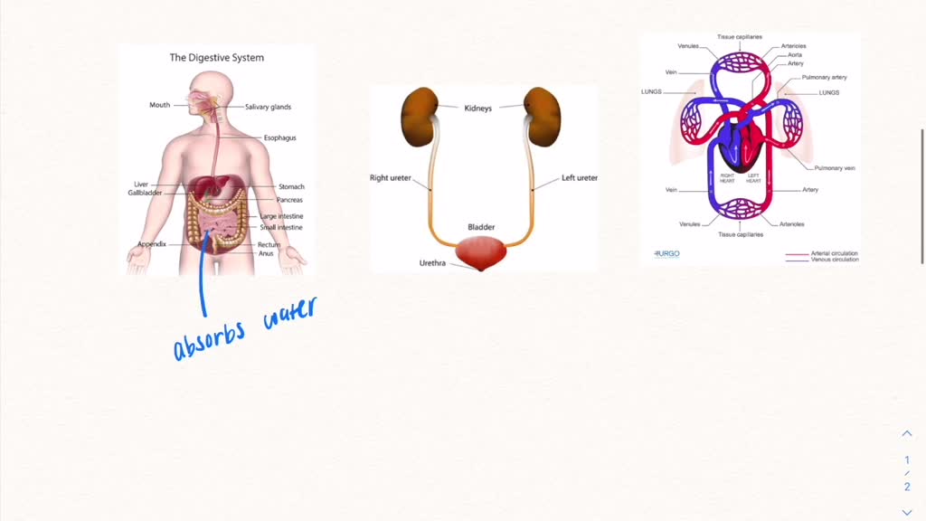 SOLVED 5. Based on the illustration below, explain how thedifferent