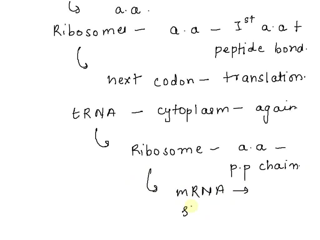 SOLVED: Question Match thc following events of gene expression to the ...