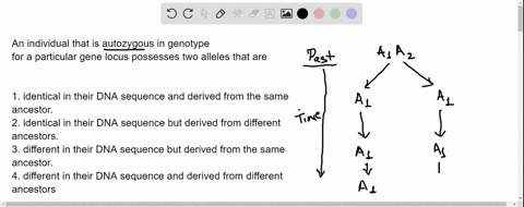 an-individual-that-is-autozygous-in-genotype-for-a-particular-gene-locus-possesses-two-alleles-that-are-identical-in-their-dna-sequence-and-derived-from-the-same-ancestor-identical-in-their-62596