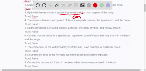 20-points-1-the-four-types-of-tissue-in-the-body-are-epithelial-connective-muscle-and-nervous-true-false-2-muscle-tissues-are-bundles-of-muscle-fibers-that-are-arranged-in-perpendicular-line-58676