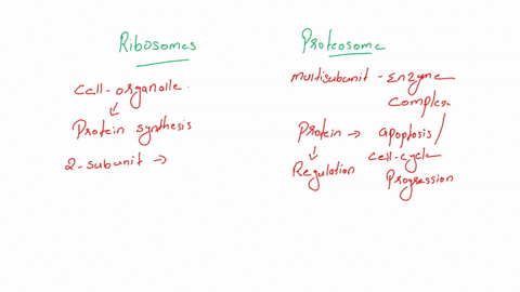 compare-and-contrast-the-structure-and-function-on-ribosomes-and-proteasomes-compare-and-contrast-the-structure-and-function-of-mrna-and-mirna-discuss-why-enzyme-regulation-is-important-and-75077