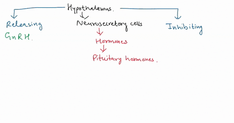 how-do-hormones-from-the-hypothalamus-get-to-the-anterior-pituitary-gland-view-available-hints-how-do-hormones-from-the-hypothalamus-get-to-the-anterior-pituitary-gland-they-are-released-nea-49874