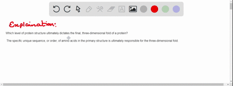 which-level-of-protein-structure-ultimately-dictates-the-final-three-dimensional-fold-of-a-protein-primary-structure-secondary-structure-tertiary-structure-quaternary-structure-11642