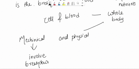 compare-and-contrast-mechanical-and-chemical-digestion-06714