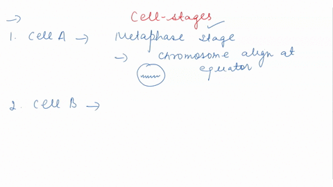 the-microscope-image-above-shows-onion-root-tip-cells-in-various-stages-f-the-cell-cycle-for-each-boxed-cell-labeled-a-through-e-indicate-s-specifically-as-possible-which-stage-is-icpresente-48652