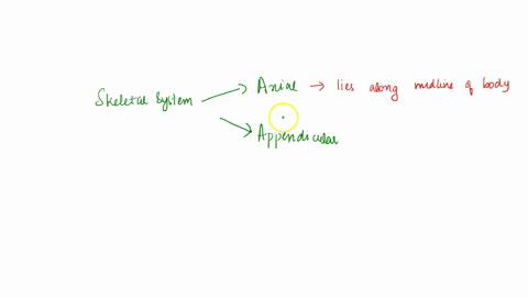 aa-which-of-the-following-stalements-is-false-about-the-skeletal-system-a-the-two-main-divisions-of-the-skeletal-system-are-axial-and-appendicular-b-the-two-main-divisions-of-the-skeletal-sy-93247