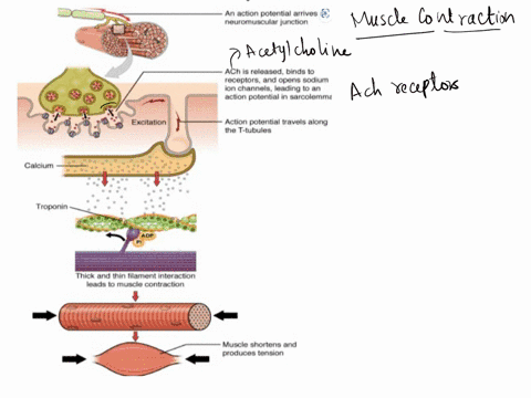 describe-the-events-that-lead-to-muscle-contraction-beginning-with-a-nerve-impulse-arriving-at-a-neuromuscular-junction-what-molecules-and-ions-are-involved-in-each-step-and-how-are-electric-27614