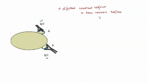 you-isolate-2-antibodies-one-igg-that-responds-to-protein-a-on-pneumoniae-bacteria-and-an-igg-that-responds-to-protein-b-on-the-same-bacterium-how-will-these-two-antibodies-differ-lz6-lg6-th-62463