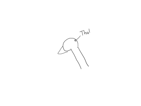which-structure-associated-with-the-brain-stem-acts-as-a-relay-station-allowing-information-to-pass-between-the-cerebrum-and-the-spinal-cord
