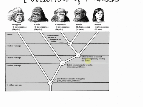 how-did-the-human-evolve-and-where-they-came-from2-different-mechanisms-in-which-human-evolve-30543
