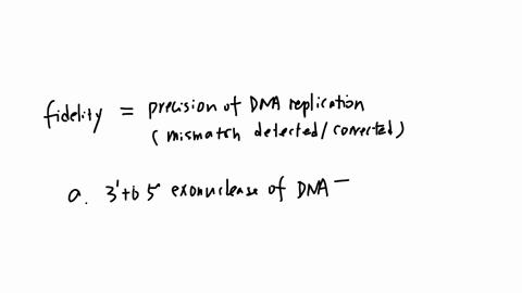 which-of-the-following-functions-in-maintaining-the-fidelity-of-dna-replication-in-e-coli-3-to-5-exonuclease-activity-of-dna-polymerase-iiii-5-to-3-exonuclease-activity-of-dna-polymerase-i-telomerase