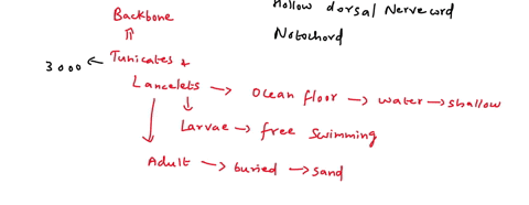 describe-water-movement-in-non-vertebrate-chordates-and-explain-how-that-movement-affects-respiration-digestion-reproduction-and-excretion-in-the-various-non-vertebrate-chordates-studied-97278