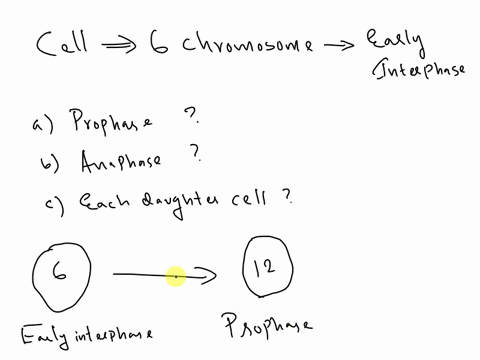 1-if-a-cell-contains-six-chromosomes-in-early-interphase-how-many-chromosomes-are-present-in-a-prophaseb-anaphasec-each-daughter-cell-06484