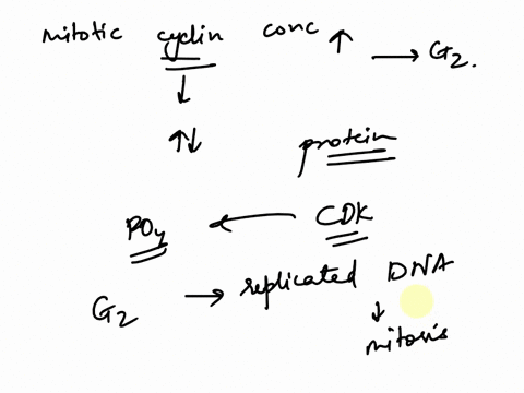 why-does-the-mitotic-cyclin-concentration-have-to-rise-to-high-levels-near-the-end-of-g2-65232