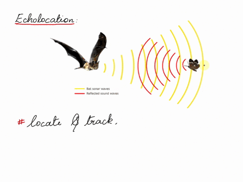 explain-why-echolocation-is-a-superior-adaptation-for-insectivorous-bats-rather-than-fruit-bats-33671