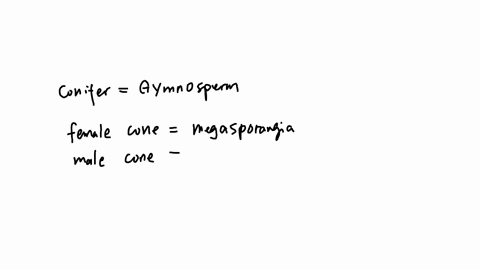 where-should-one-search-for-megasporangia-in-coniferophyta-answer-options-the-ovulate-cone-the-female-gametophyte-the-male-gametophyte-the-pollen-cone