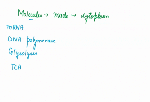 which-molecules-are-made-in-the-cytoplasm-and-then-transported-into-the-nucleus-mrna-dna-polymerase-enzymes-involved-in-glycolysis-enzymes-involved-in-the-citric-acid-cycle-72244