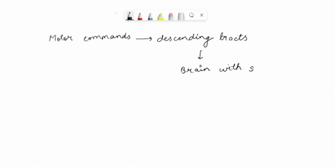 cerebrospinal-fluid-fills-the-space-between-the-durl-sheuth-und-dura-mater-dural-sheath-und-vertebral-bones-maler-und-urachnoi-innler-nrachnoid-maler-d-pia-malet-dura-mater-und-pia-mater-21-85454