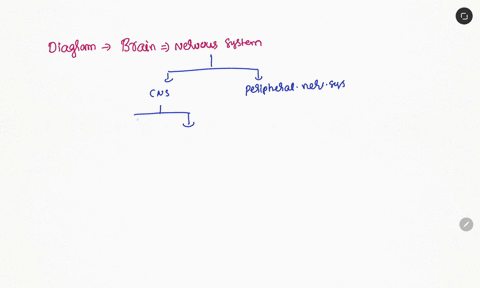 what-organ-is-shown-in-the-diagram-above-into-a-system-does-it-belong-what-organ-is-shown-in-the-diagram-above-and-t0-what-system-does-it-belong-as-the-brain-which-is-part-of-the-nervous-sys-45092