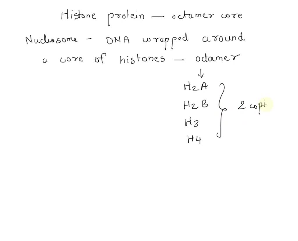 SOLVED: The octameric histone core is composed of four different ...