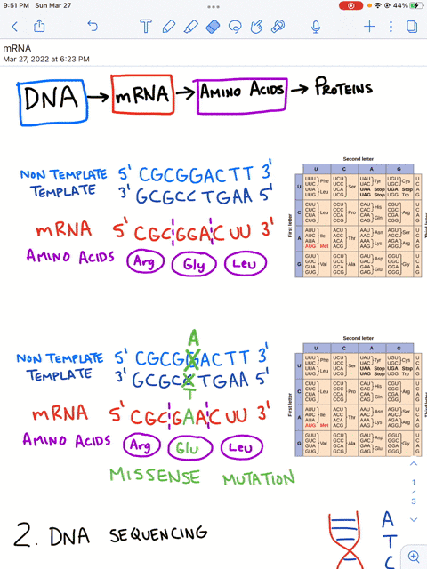 the-non-template-strand-of-a-gene-contains-sequence-that-reads-5-cgcggactt-3-what-ithe-resulting-mrna-sequence-transcribed-from-the-template-strand-using-the-codon-table-list-the-sequence-of-21708