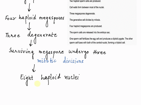 put-the-events-of-angiosperm-reproduction-in-the-correct-order-starting-with-the-changes-that-occur-in-the-ovule-prior-to-fertilization-_-the-tube-cell-forms-a-long-structure-down-the-style-84865
