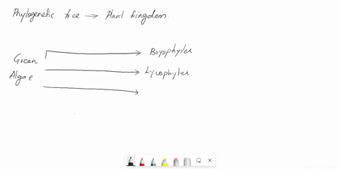draw-a-phylogenetic-tree-of-the-plant-kingdom-include-the-following-groups-bryophytes-pteridophytes-lycophytes-gymnosperms-monocots-and-eudicots-use-green-algae-as-the-out-group-for-your-tre-71698
