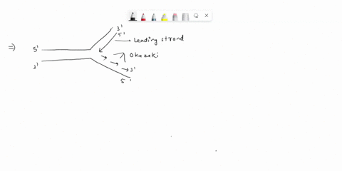 question-1-which-statement-is-true-about-dna-replication-a-dna-polymerase-is-needed-on-the-lagging-strand-b-okazaki-fragments-are-formed-on-the-leading-strand-c-rna-polymerase-is-needed-d-tr-24763