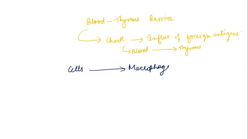 SOLVED Localized within the bloodthymus barrier, which of the