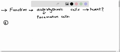 what-is-the-function-of-autorhythmic-cells-in-the-heart-what-are-these-cells-called-and-what-is-theirrole-action-potentials-from-the-atria-to-the-ventricles-autorhythmic-cells-are-cardiac-mu-01152
