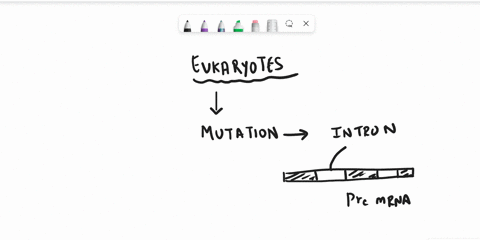 based-on-the-transcription-of-eukaryotes-if-there-was-a-mutation-in-an-intron-would-you-expect-it-to-have-an-effect-on-the-final-processed-mrna-also-would-you-expect-it-to-alter-the-final-pr-85207
