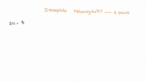 the-fruit-fly-drosophila-melanogaster-has-a-total-of-eight-chromosomes-four-pairs-in-each-of-its-somatic-cells_-somatic-cells-are-all-cells-of-the-body-except-those-that-will-divide-t-form-t-72484