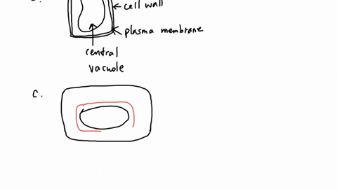 notice-the-empty-space-in-the-middle-of-the-cells-what-structure-takes-up-this-space-what-is-the-name-for-the-movement-of-chloroplasts-within-the-cell-what-purpose-does-this-movement-serve-w-86198